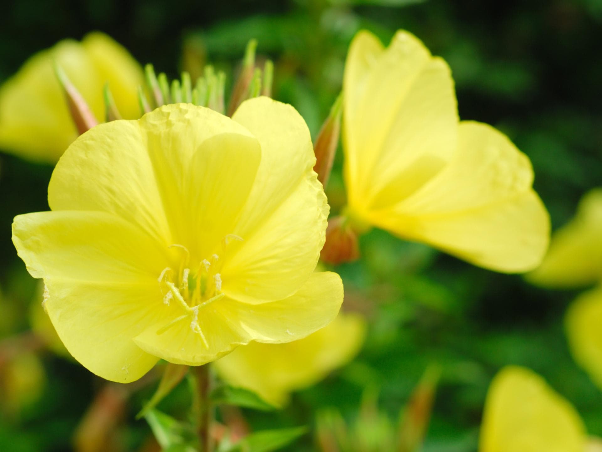Nachtkerze mit gelber Blüte