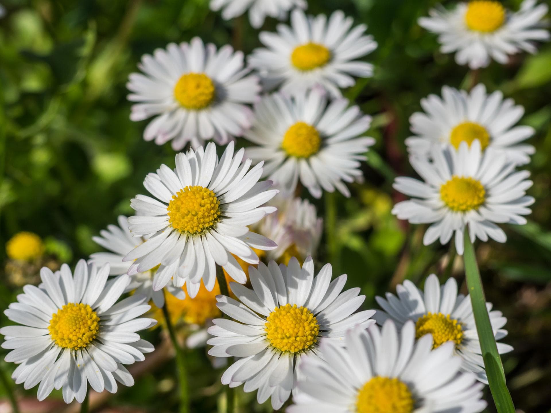 Aufnahme von Gänseblümchen auf Wiese