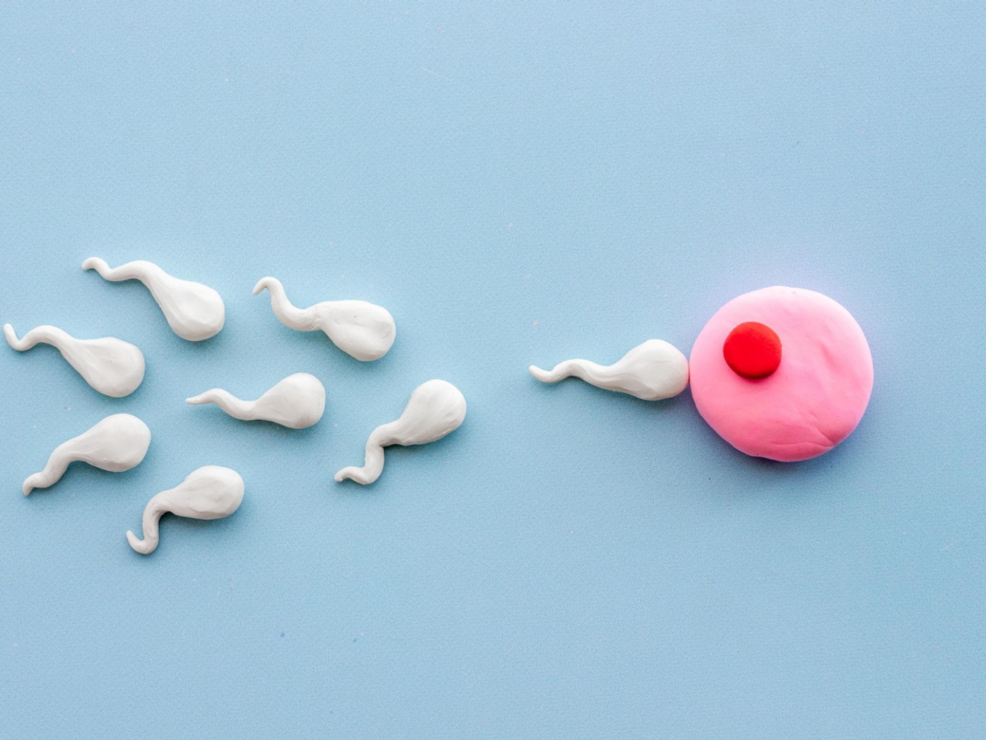 Spermien und Eizelle mit Gummitierchen nachgestellt
