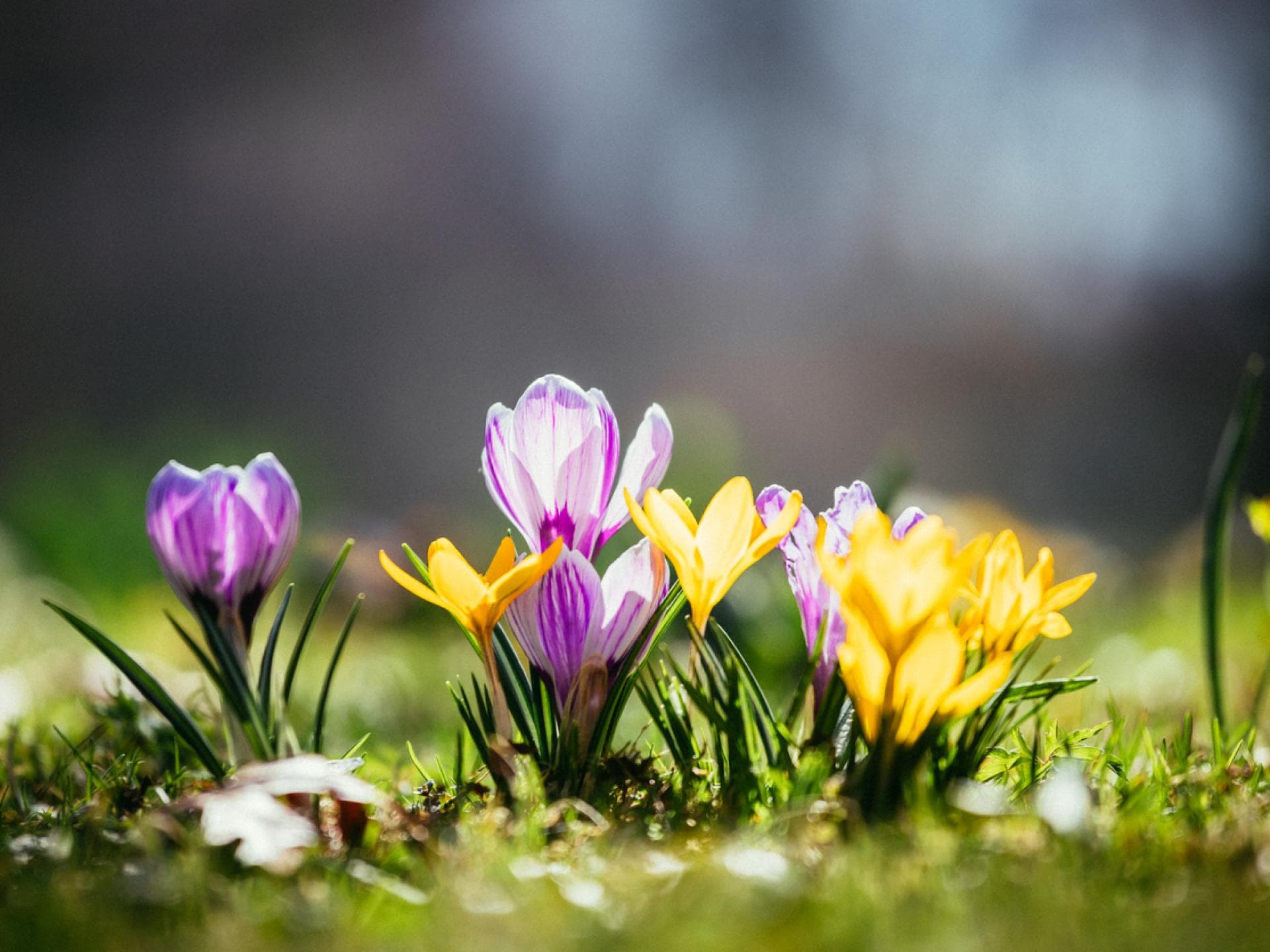 Krokusse blühen auf Wiese