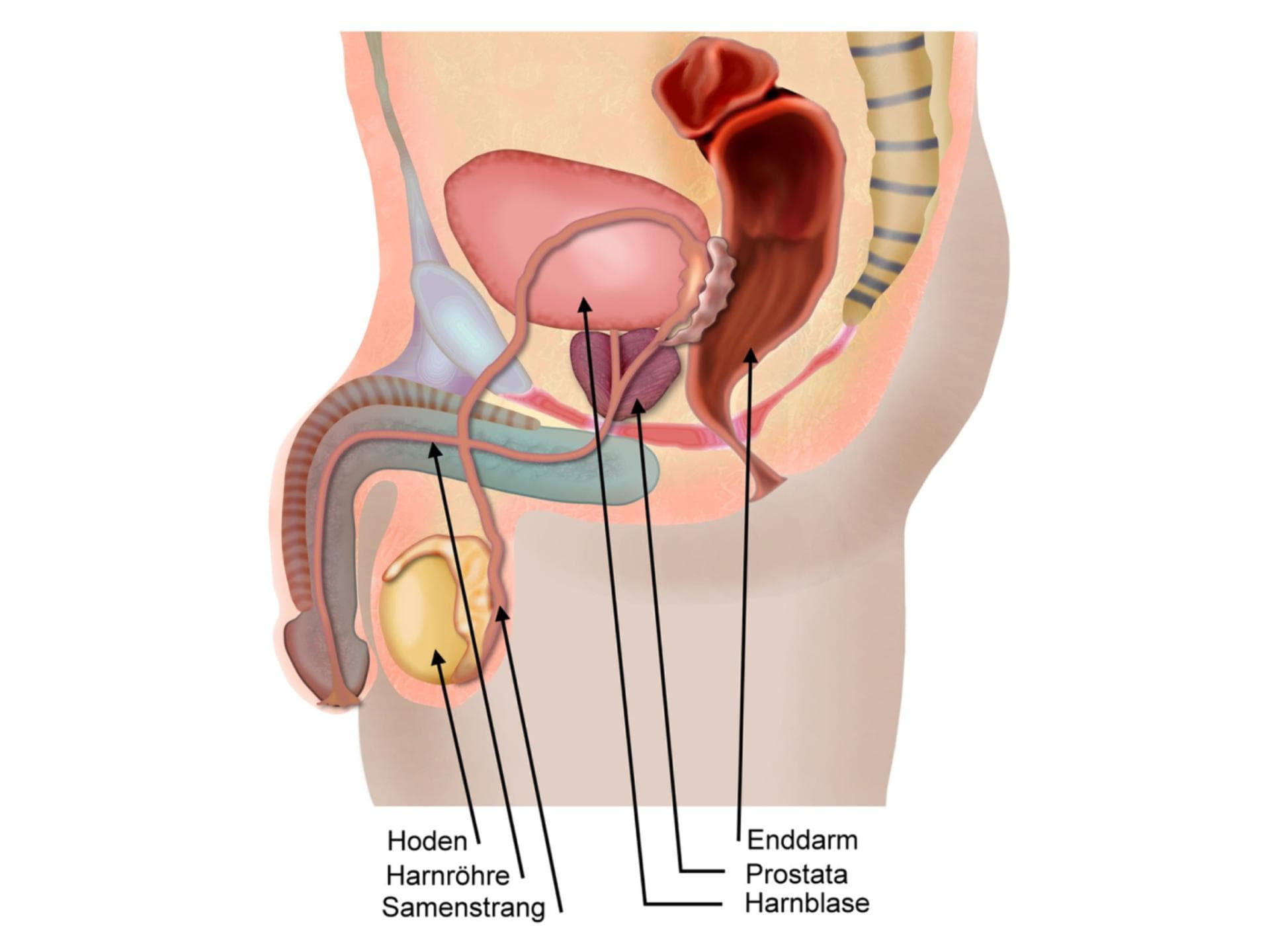 Eine Prostataentzündung ist meist schmerzhaft. Grafik männliche Geschlechtsorgane
