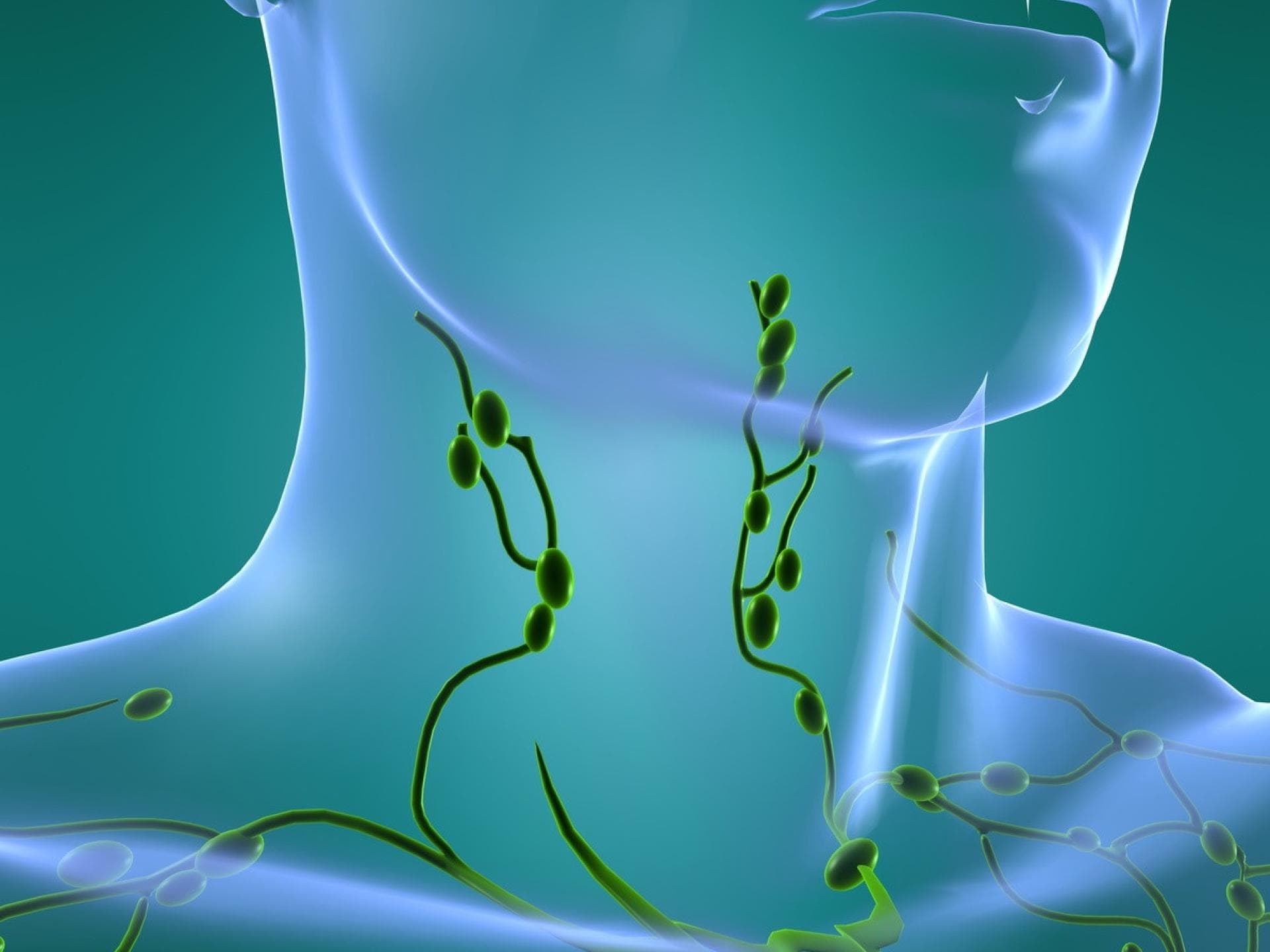 Lymphsystem