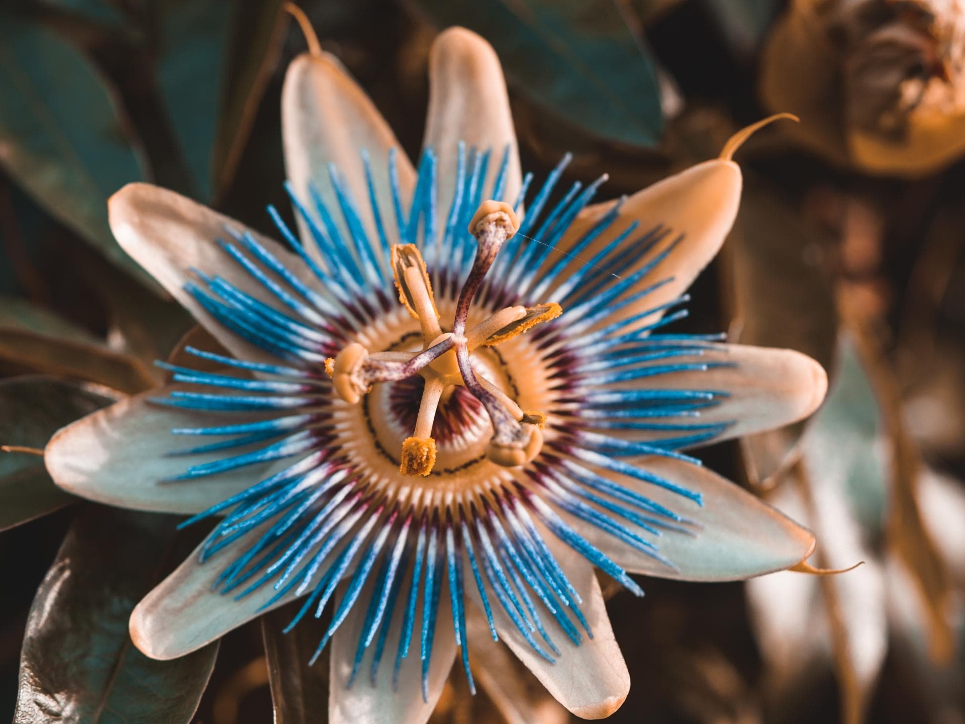 Blaue Passionsblume