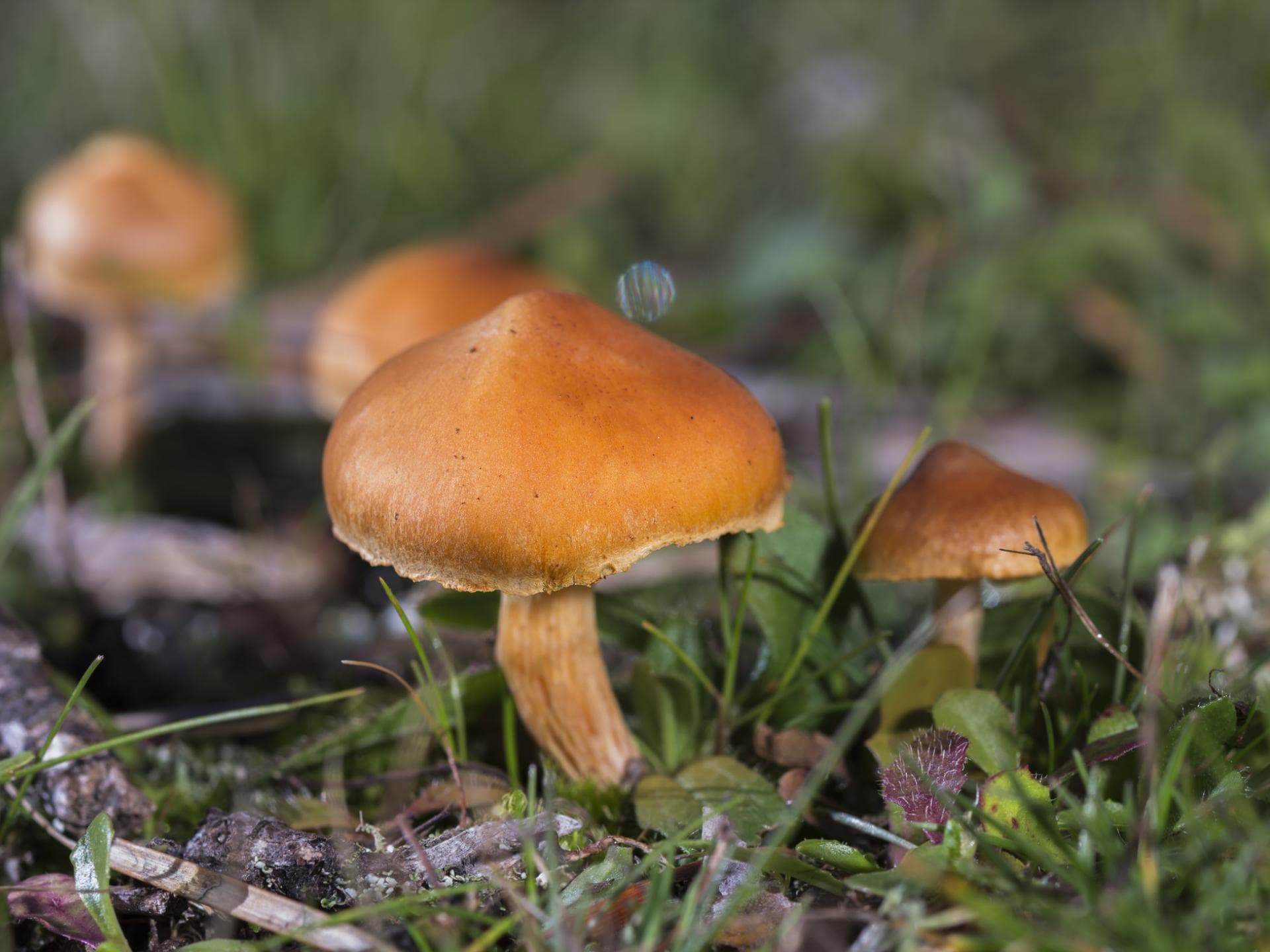 Spitzgebuckelte Raukopf (Cortinarius rubellus)
