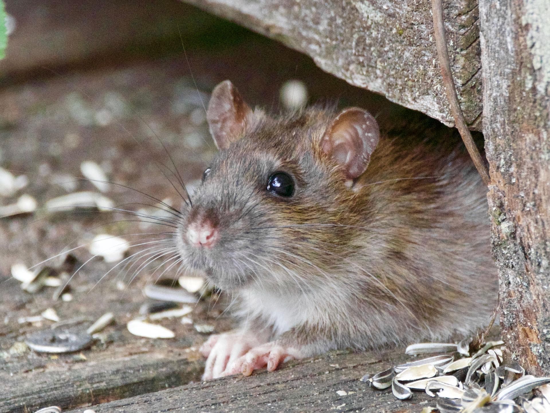 Ratte