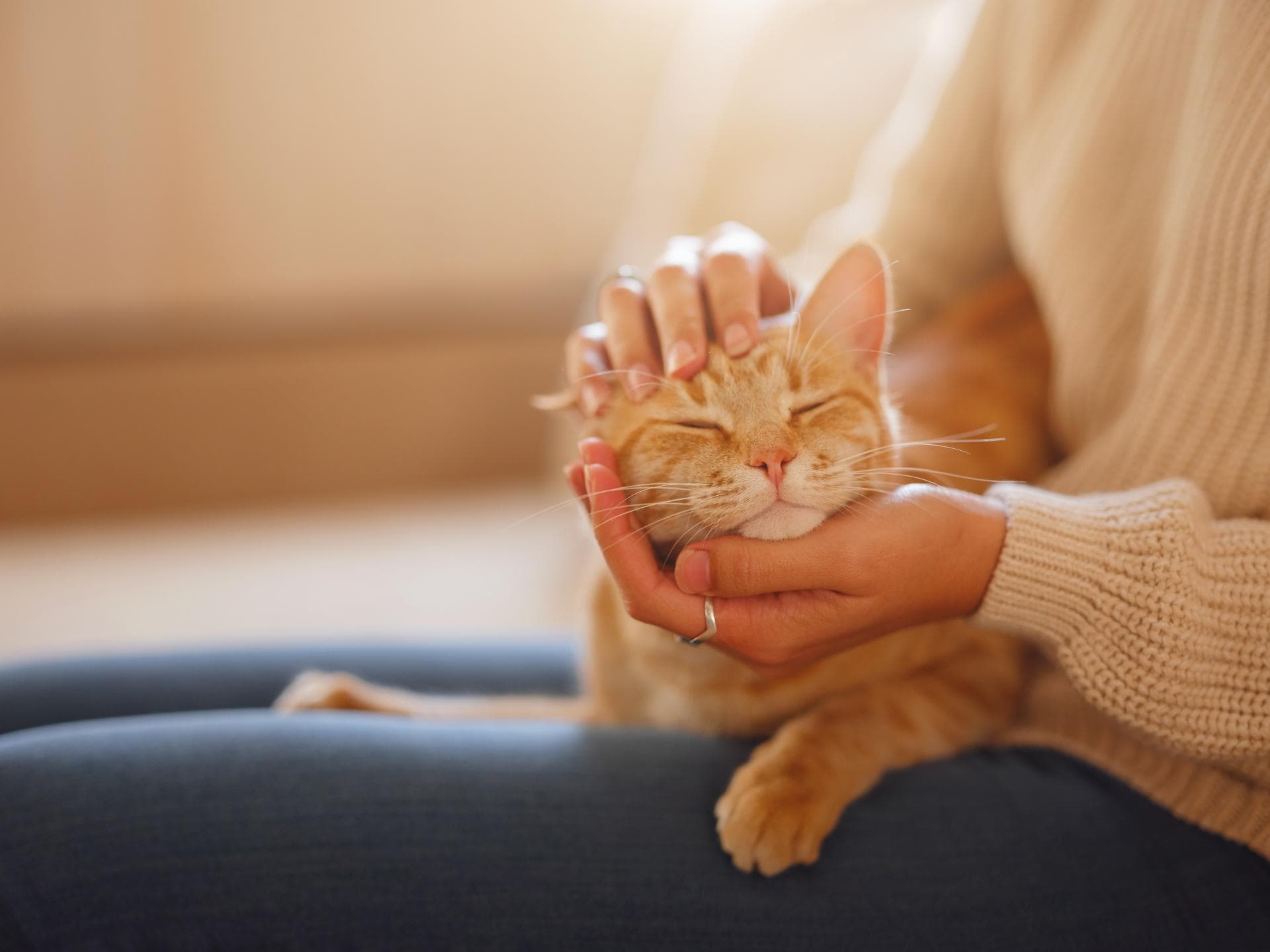 Das Immunsystem der Katze stärken