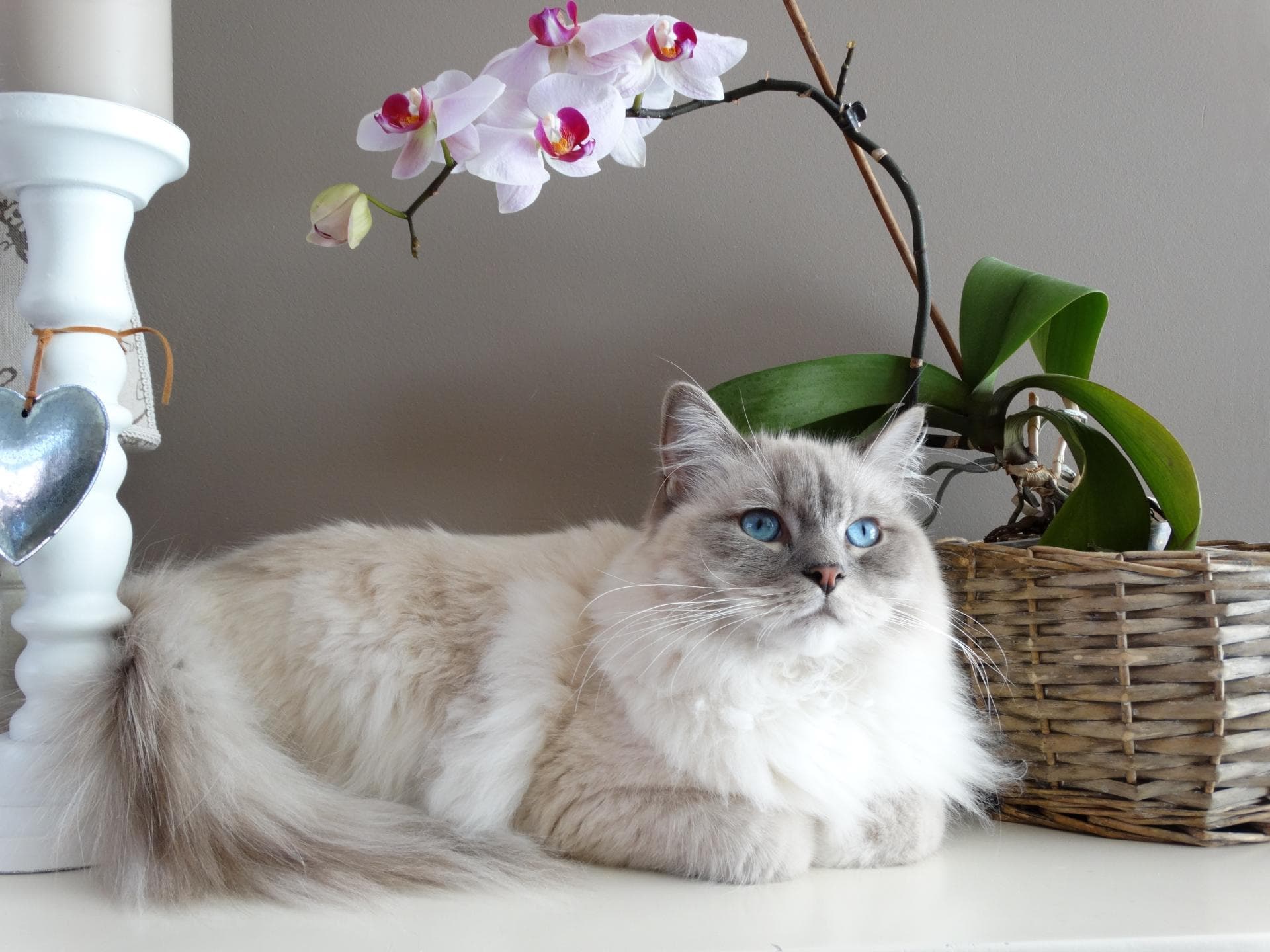 Katze liegt vor einer Orchidee Katze liegt vor einer Orchidee