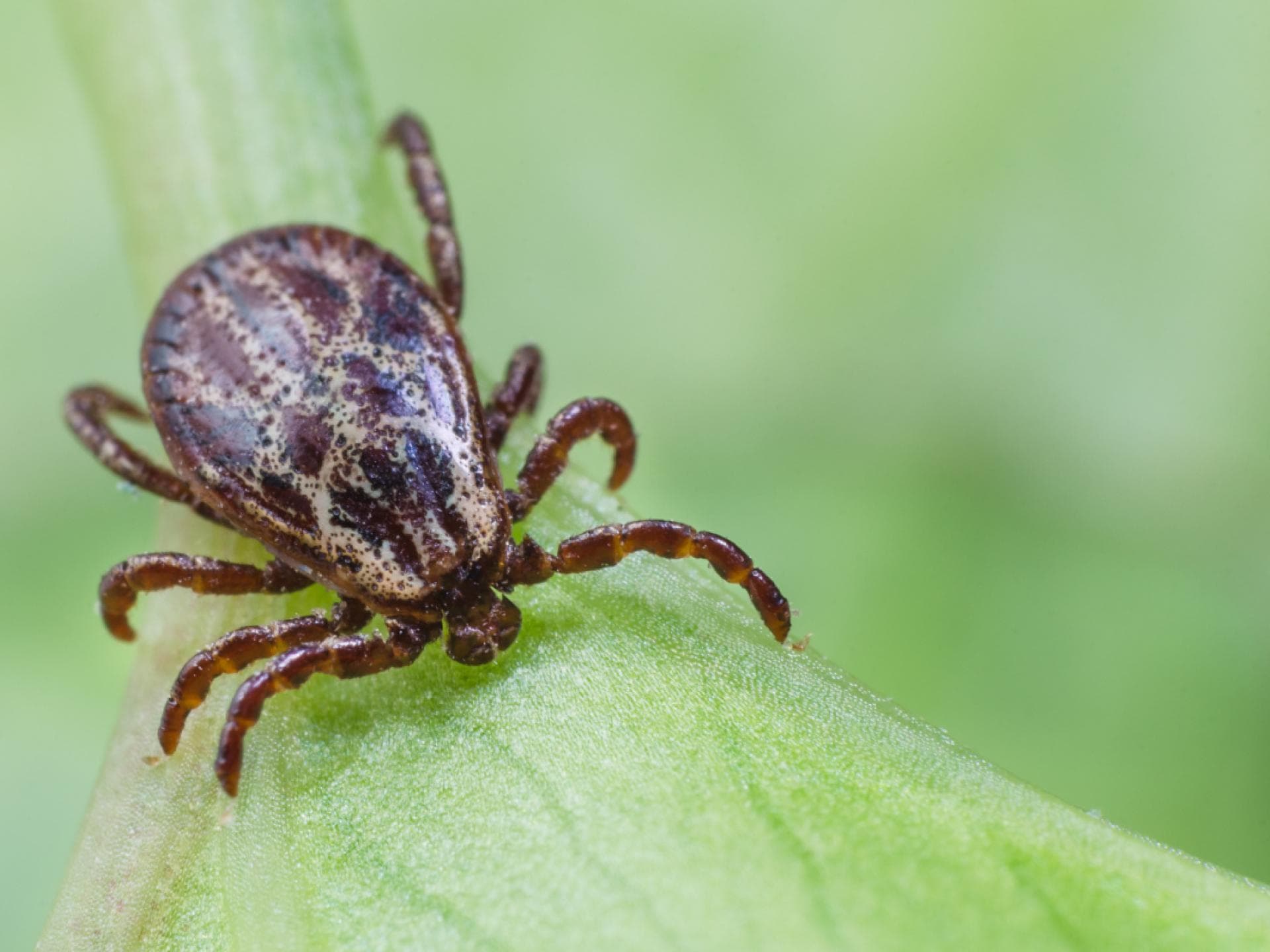 Zecke auf Blatt Zecke auf Blatt