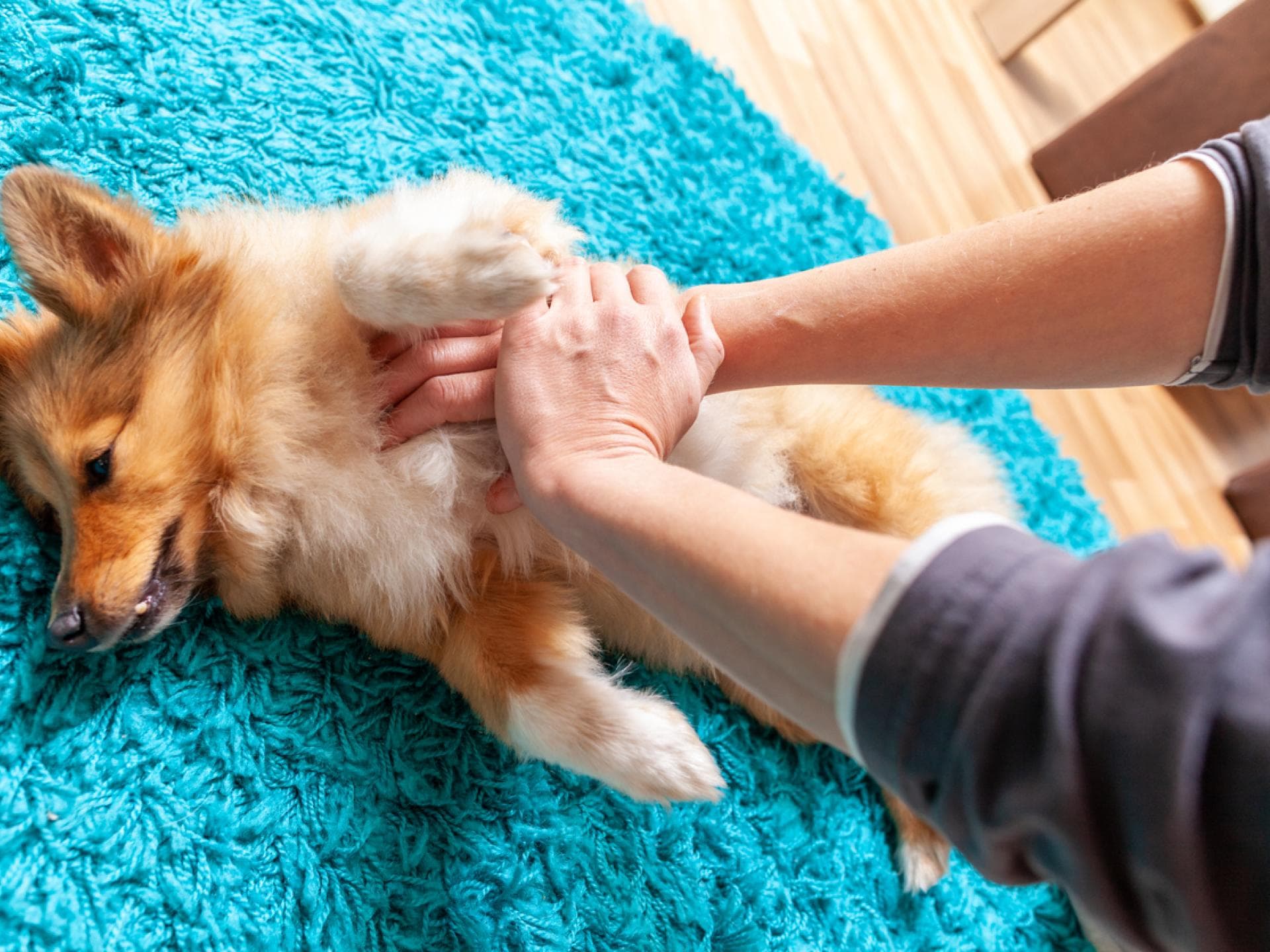 Frau übt Herzdruckmassage an ihrem Hund