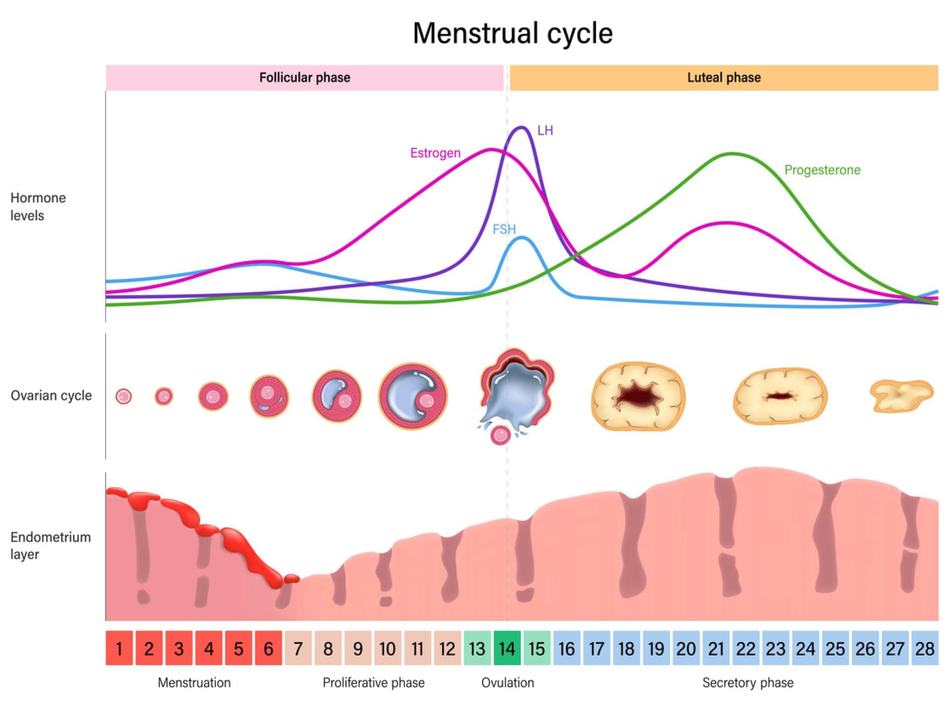 So läuft der Menstruationszyklus ab Grafische Darstellung der Abläufe während des Menstruationszyklus