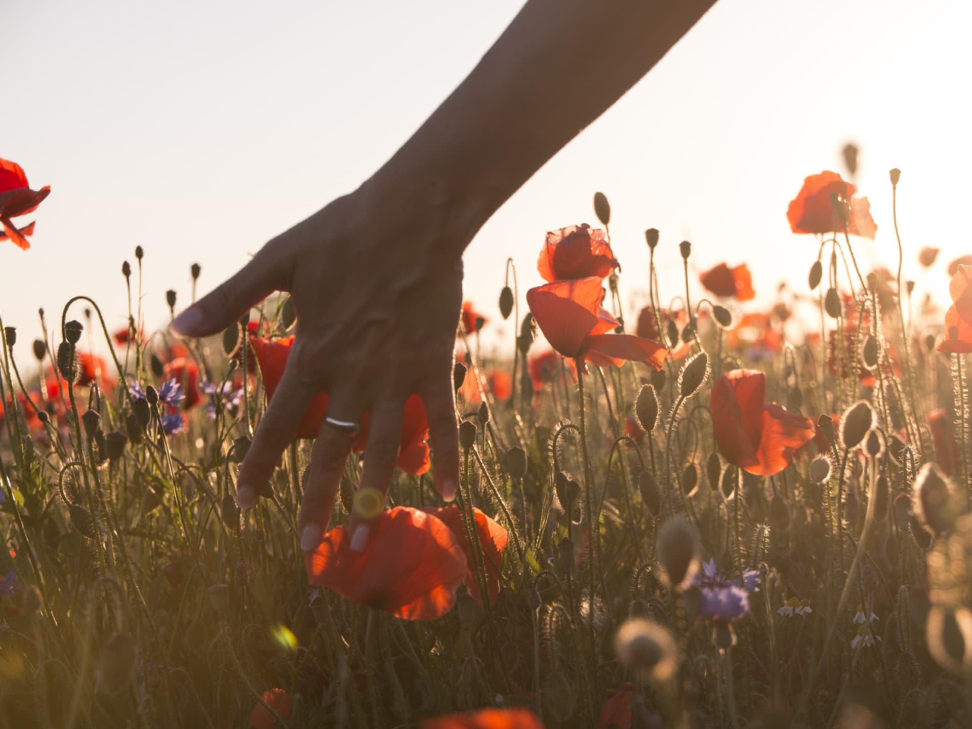 Frau fasst mit der Hand in ein Feld mit Mohnblumen