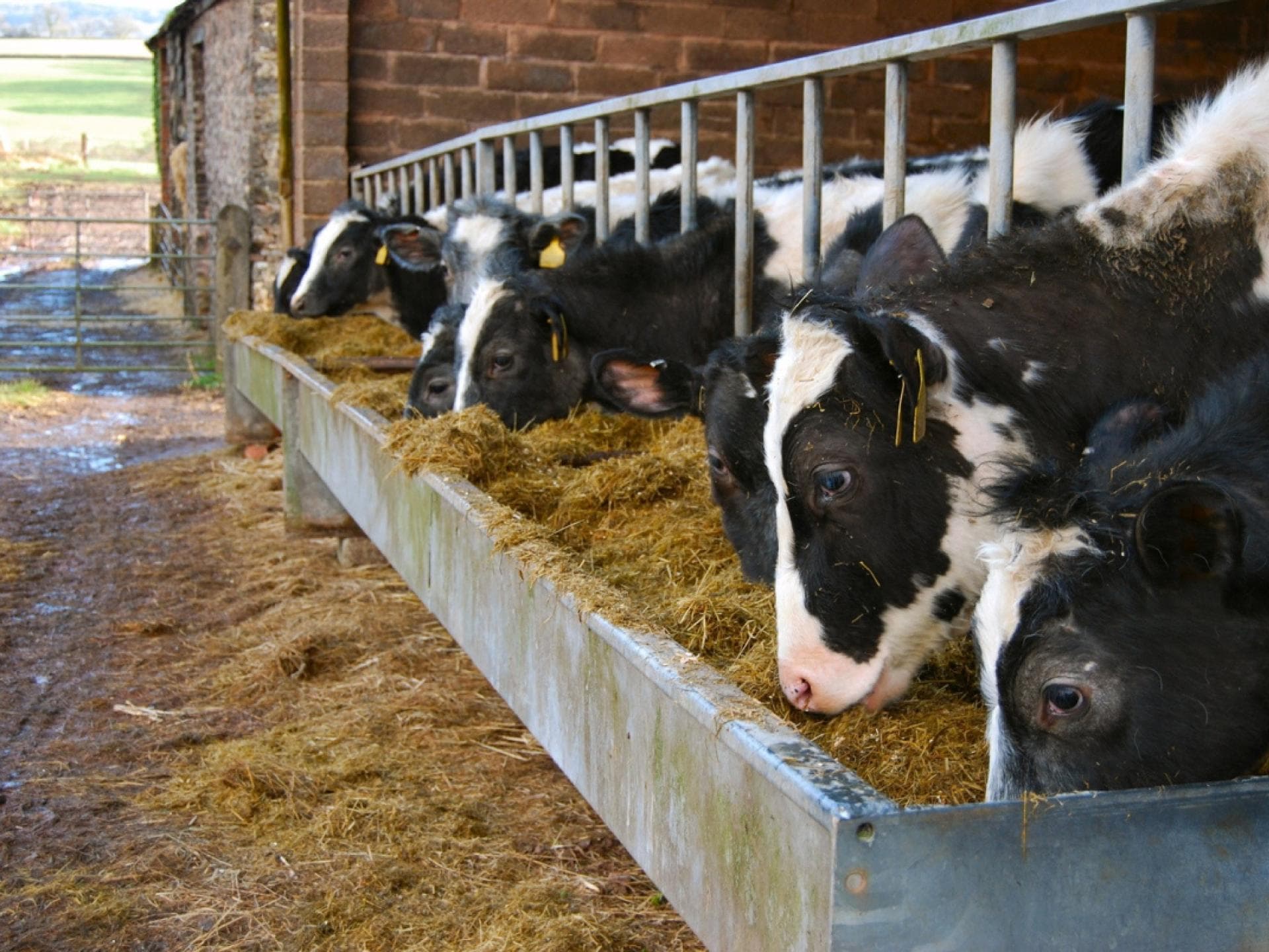 Kühe im Stall
