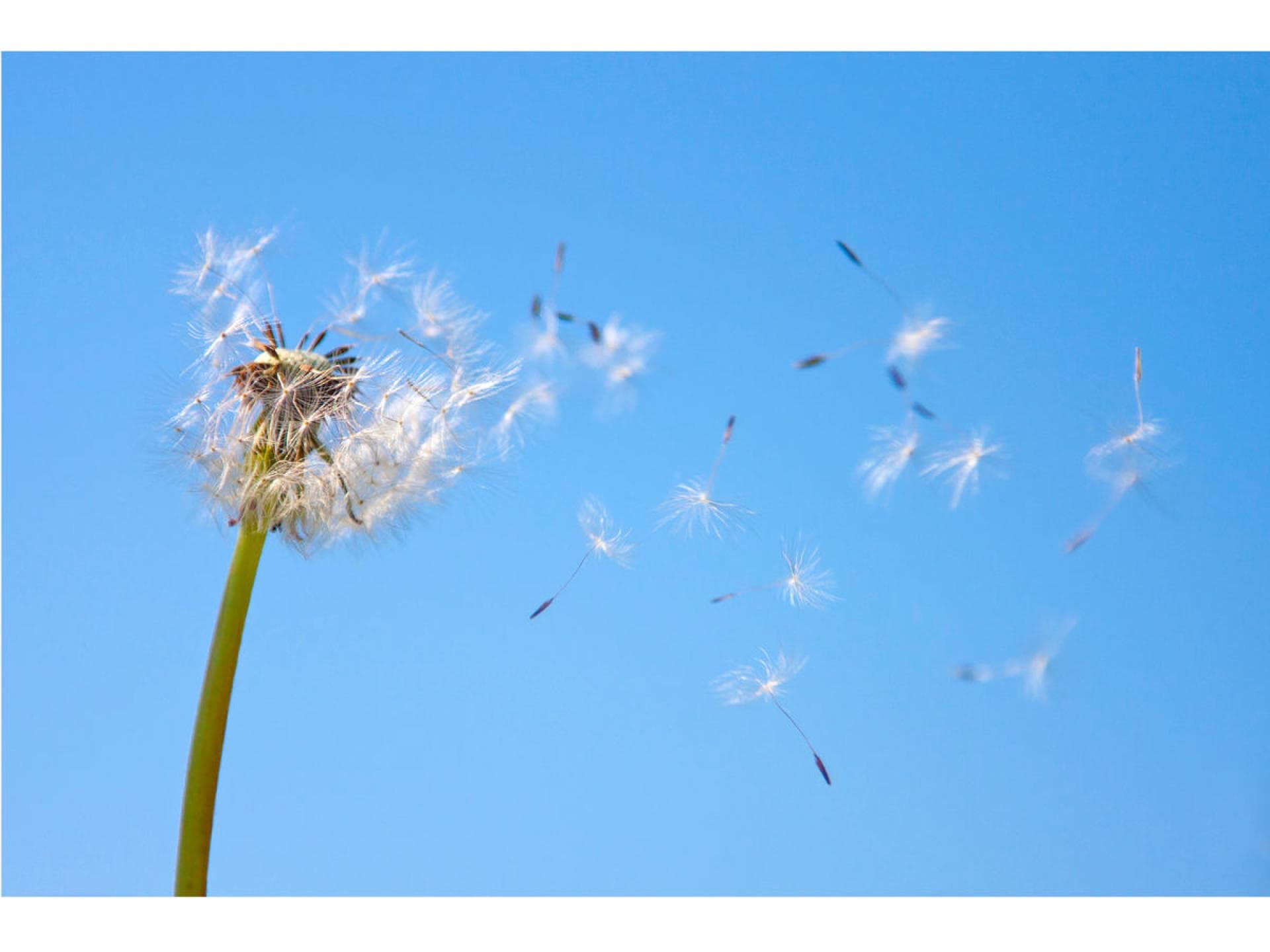 Pollen im Sommer