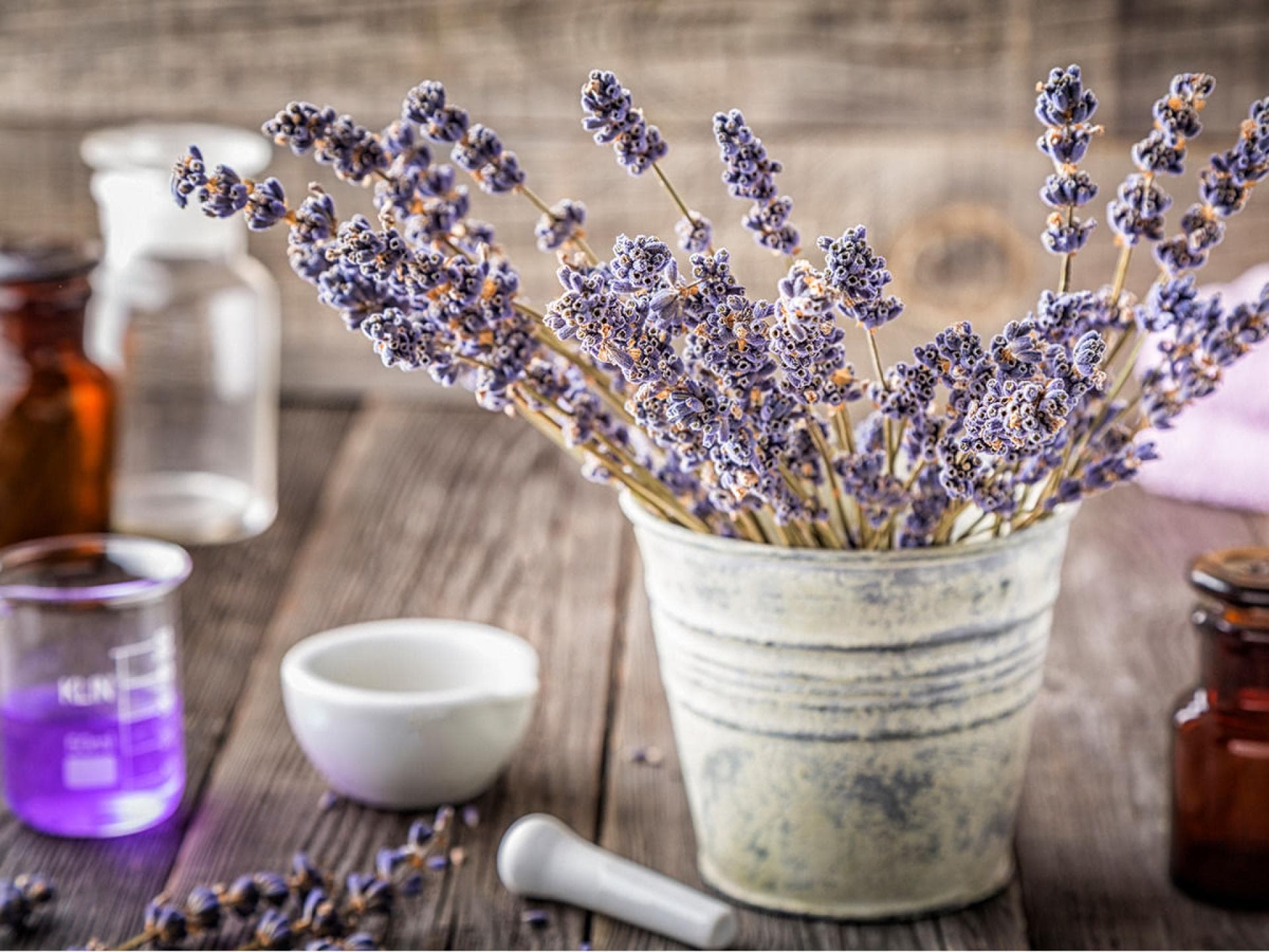Natürliche Haarspülung mit Lavendel Lavendel im Topf auf einem Tisch