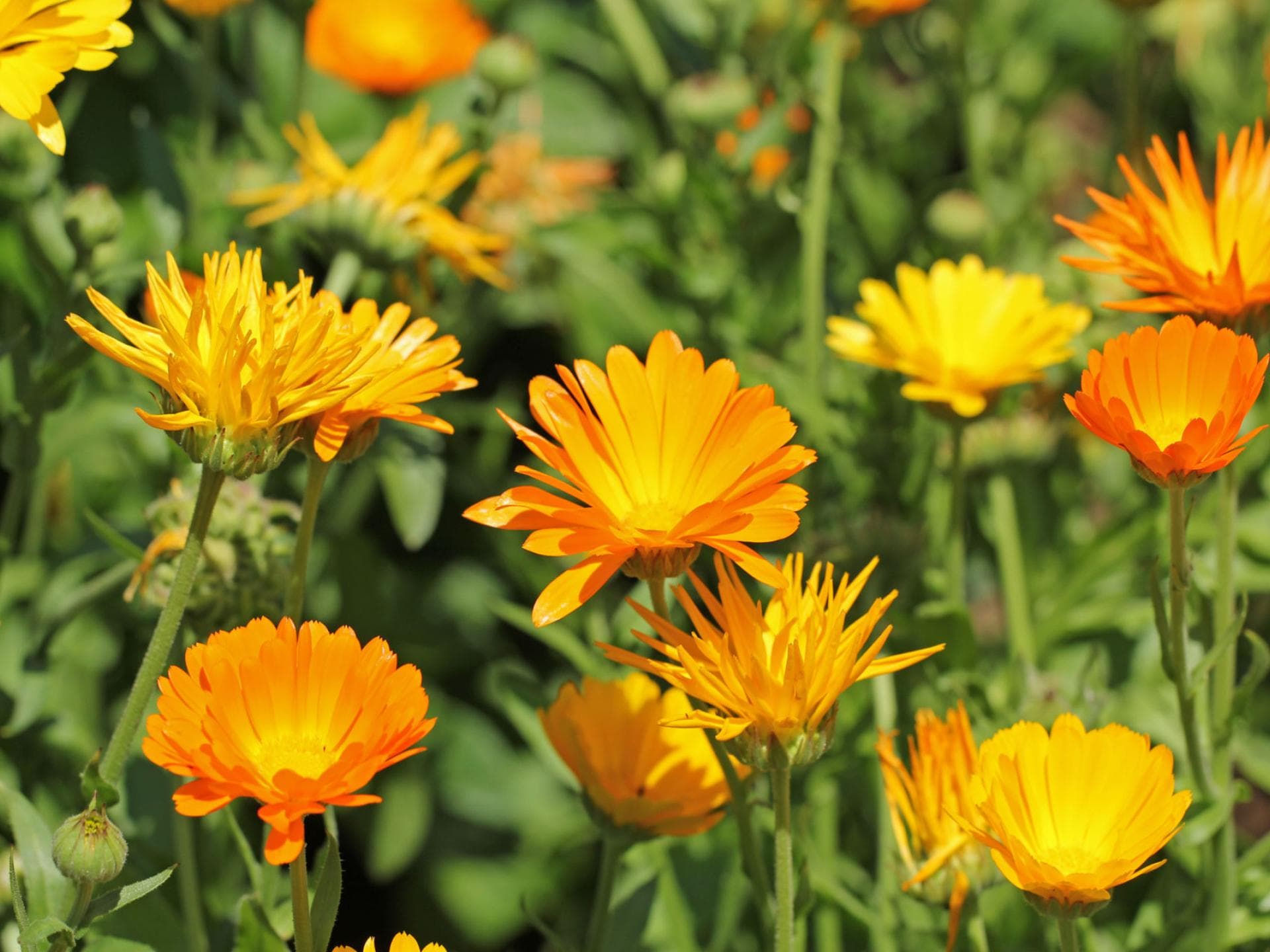 Calendula Calendula D6 lässt Wunden heilen