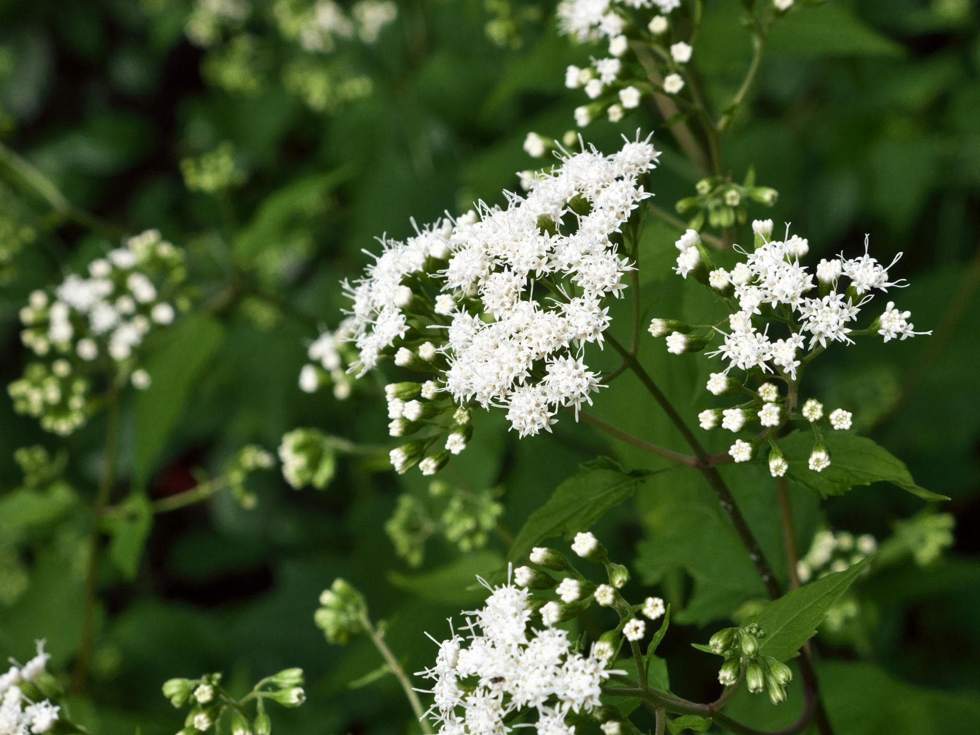 Eupatorium perfoliatum Eupatorium perfoliatum D6 gegen Grippe