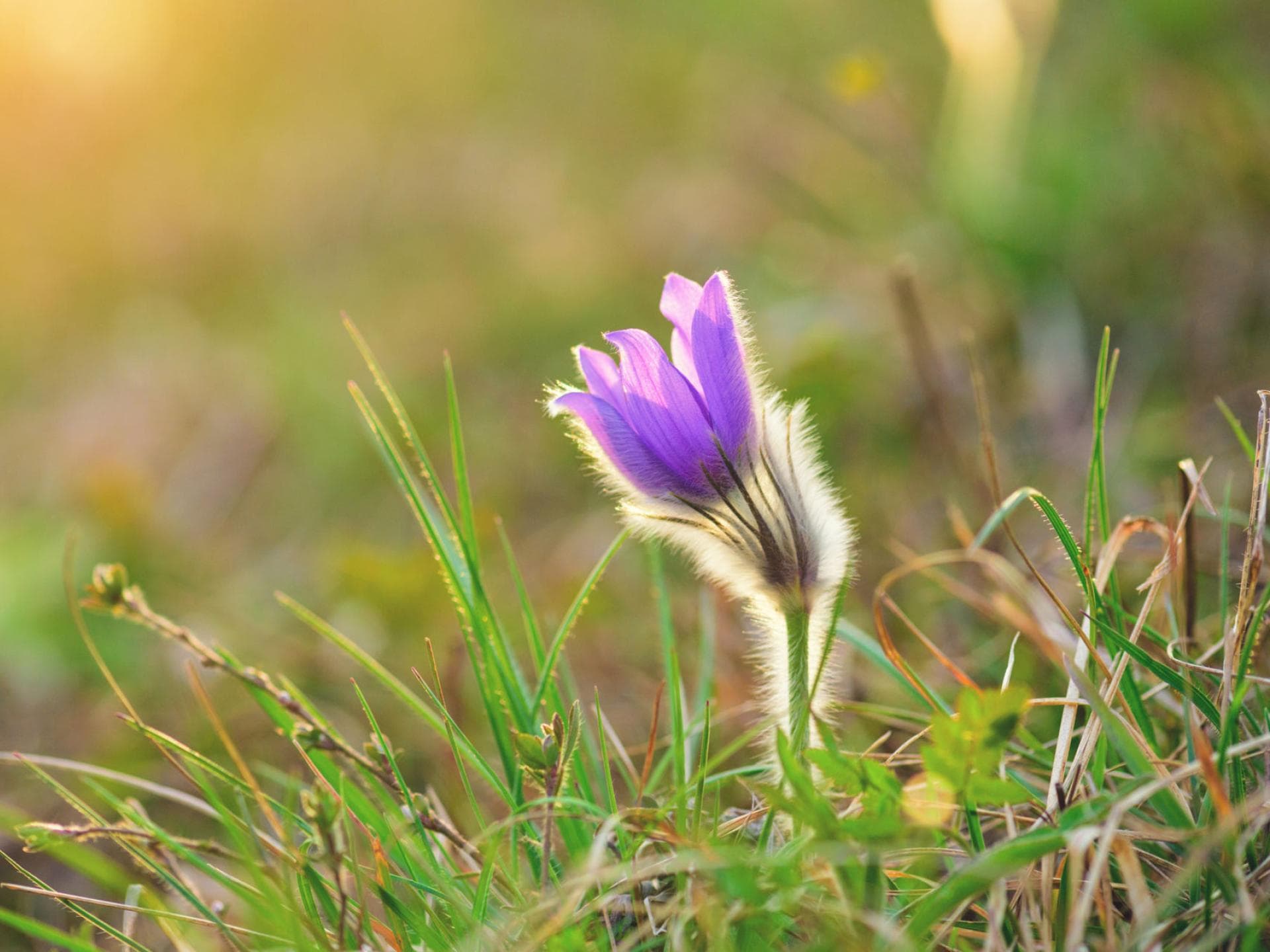 Pulsatilla Pulsatilla D6 mindert Frauenleiden