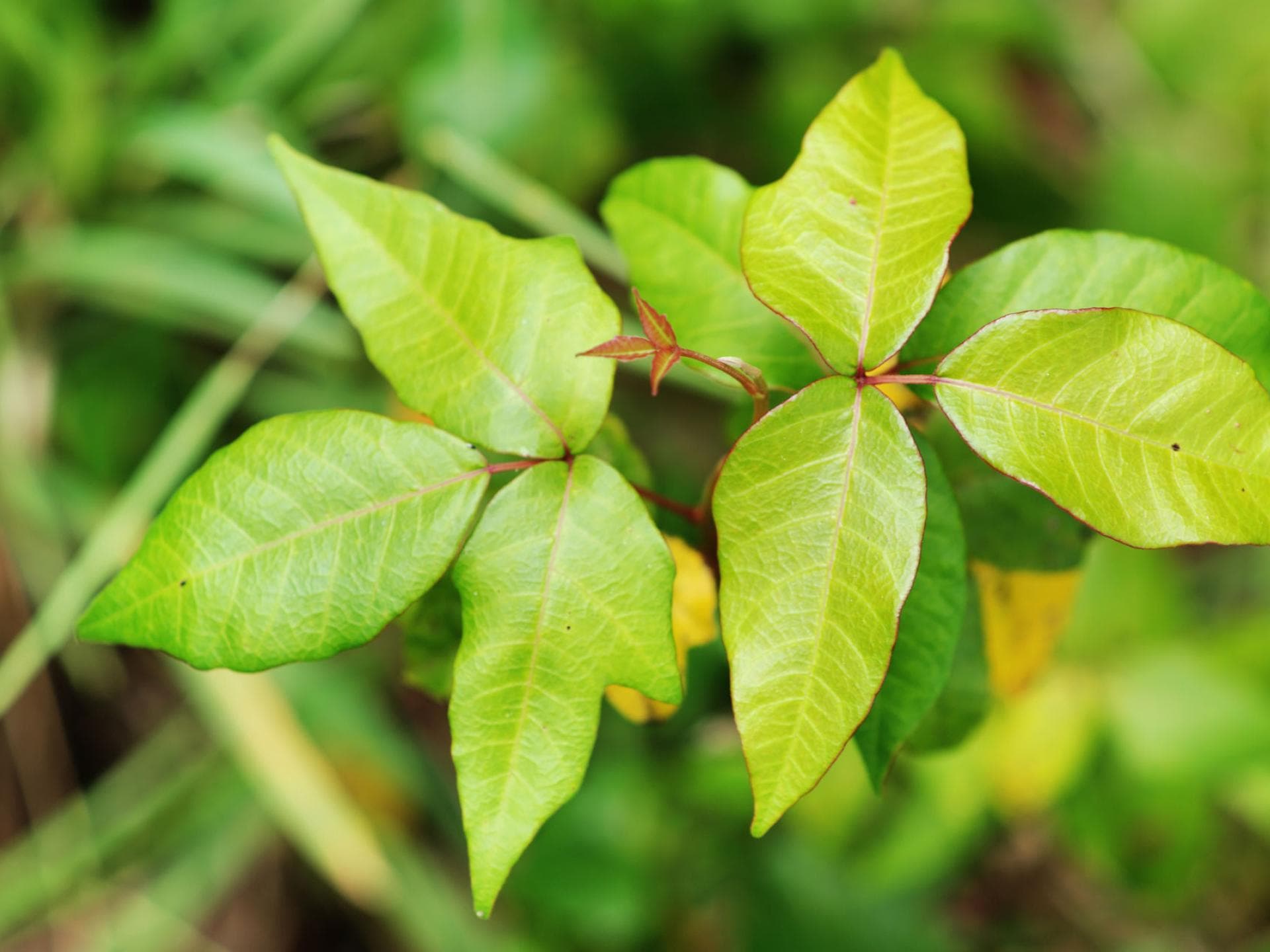 Rhus toxicodendron Rhus toxicodendron D12 vertreibt Bewegungsschmerzen