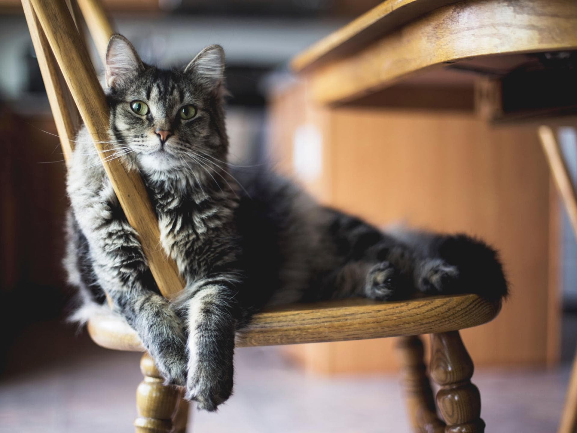 Katze liegt auf Stuhl