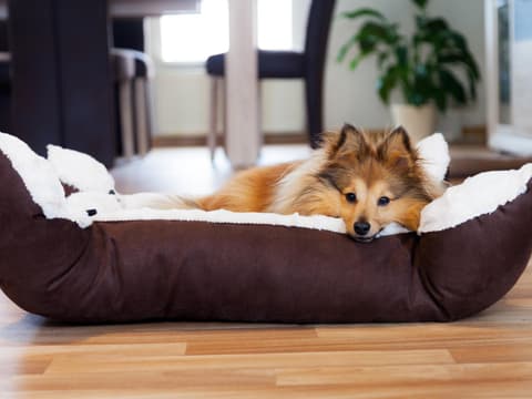 Diese Tipps helfen, wenn Ihr Hund erbricht.