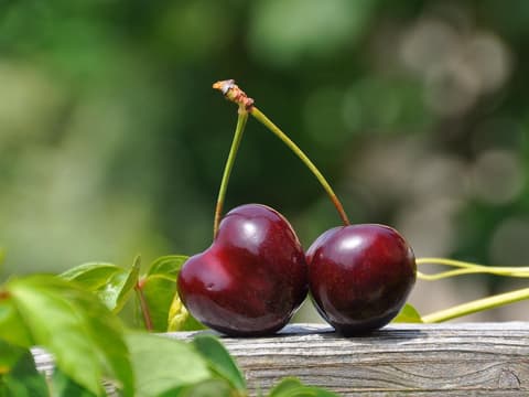 Zwei Kirschen in der Natur
