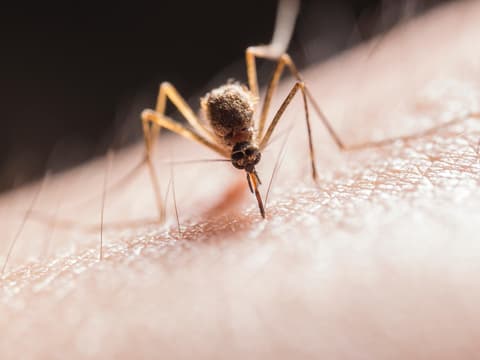 Das Chikungunya-Virus, das das gleichnamige Fieber auslöst, wird durch Stechmücken übertragen.