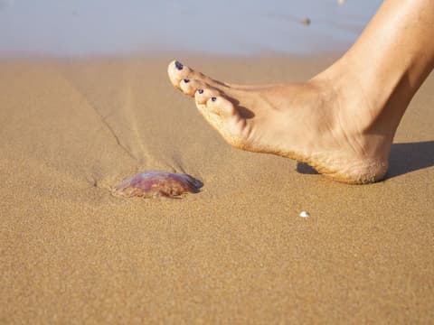 Qualle am Strand