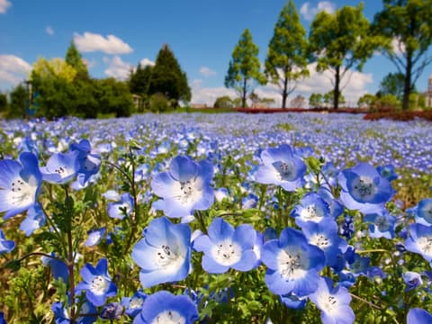 Ein Feld mit Flachs