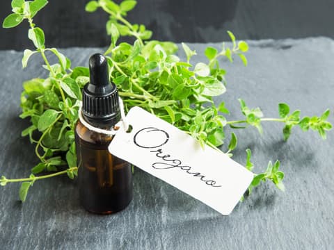 Fläschen mit Oregano-Öl und Beschriftung vor frischem Oregano