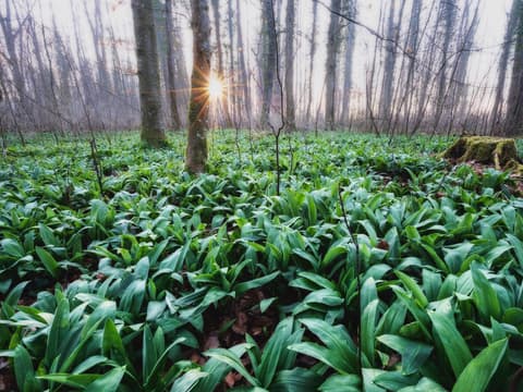 Bärlauch im Wald