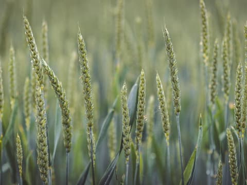 Dinkelfeld mit grünen Ähren