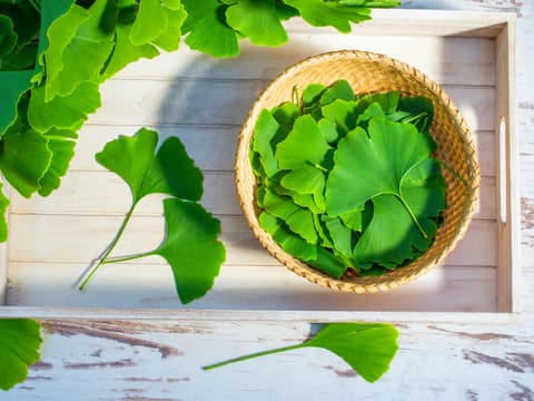 Ginkgoblätter in Schale