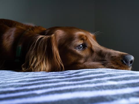 Trauriger Hund legt Kopf auf Kissen ab