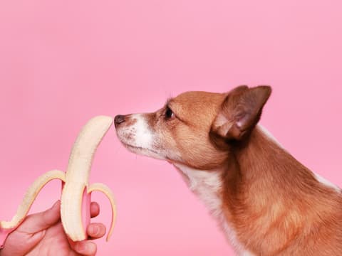 Hund schnüffelt an Banane