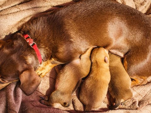 Hund mit Welpen