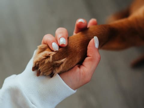 Tiergestützte Therapie kann bei Erwachsenen mit Autismus eingesetzt werden.