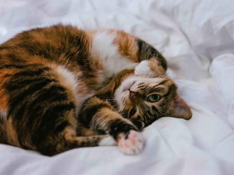 Katze im Bett