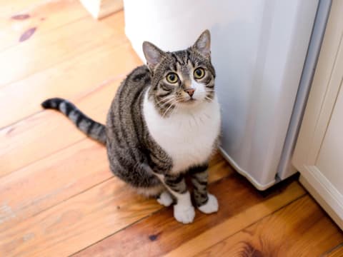 Miaut oder schreit Ihre Katze, wenn Sie das Haus verlassen, könnte sie unter Trennungsangst leiden.