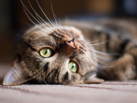 Eine Katze liegt auf dem Rücken