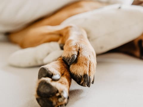 Nahaufnahme von Hundekrallen 