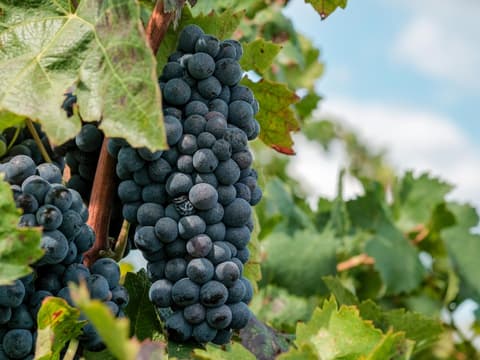 Weinrebe