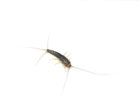 Papierfischchen