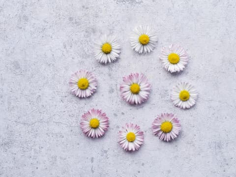 Gänseblümchen mit zarter rosa Färbung