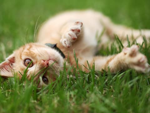 Katze liegt im Gras