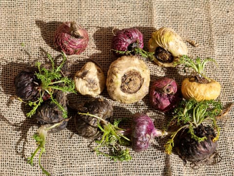 Verschiedene Maca-Knollen auf Jutetuch