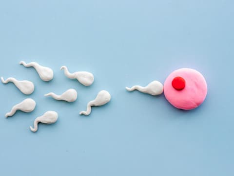 Spermien und Eizelle mit Gummitierchen nachgestellt