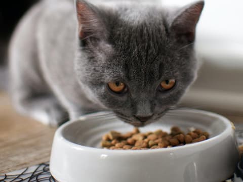 Katze isst