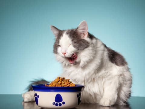 Katze sitzt vor Futternapf