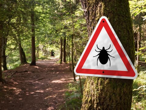 In den Vereinigten Staaten zeigt sich eine wachsende Anzahl von Personen, die eine Allergie gegen rotes Fleisch entwickeln.