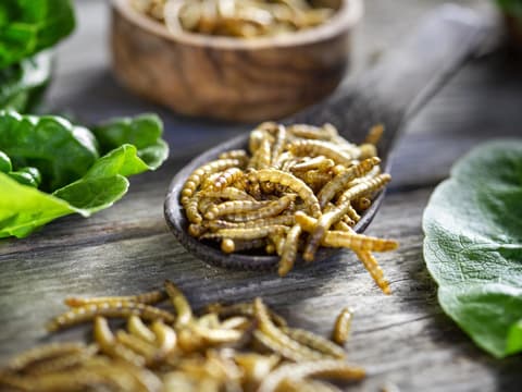 Essbare Insekten